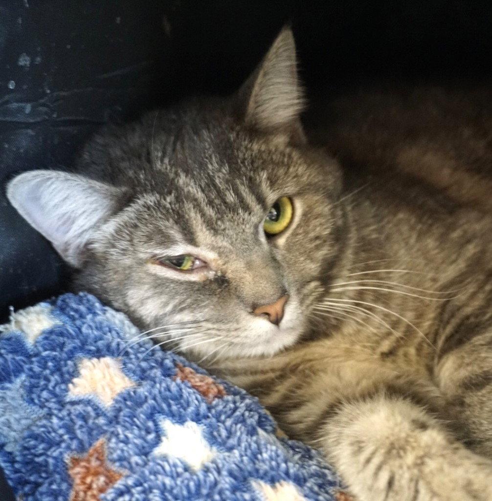 Enlarge Lark, a Adoptable Domestic Short Hair in Saint George, UT image 2/3