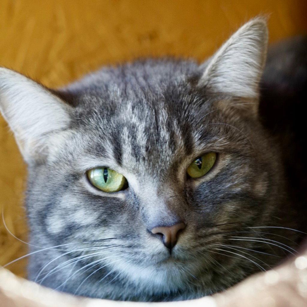 Enlarge Lark, a Adoptable Domestic Short Hair in Saint George, UT image 2/3