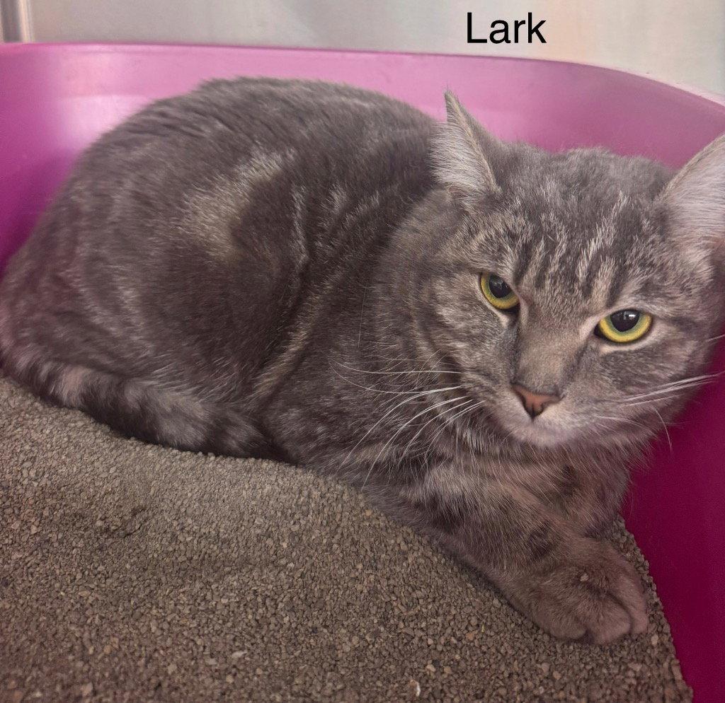 Enlarge Lark, a Adoptable Domestic Short Hair in Saint George, UT image 3/3