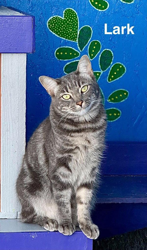 Enlarge Lark, a Adoptable Domestic Short Hair in Saint George, UT image 3/3