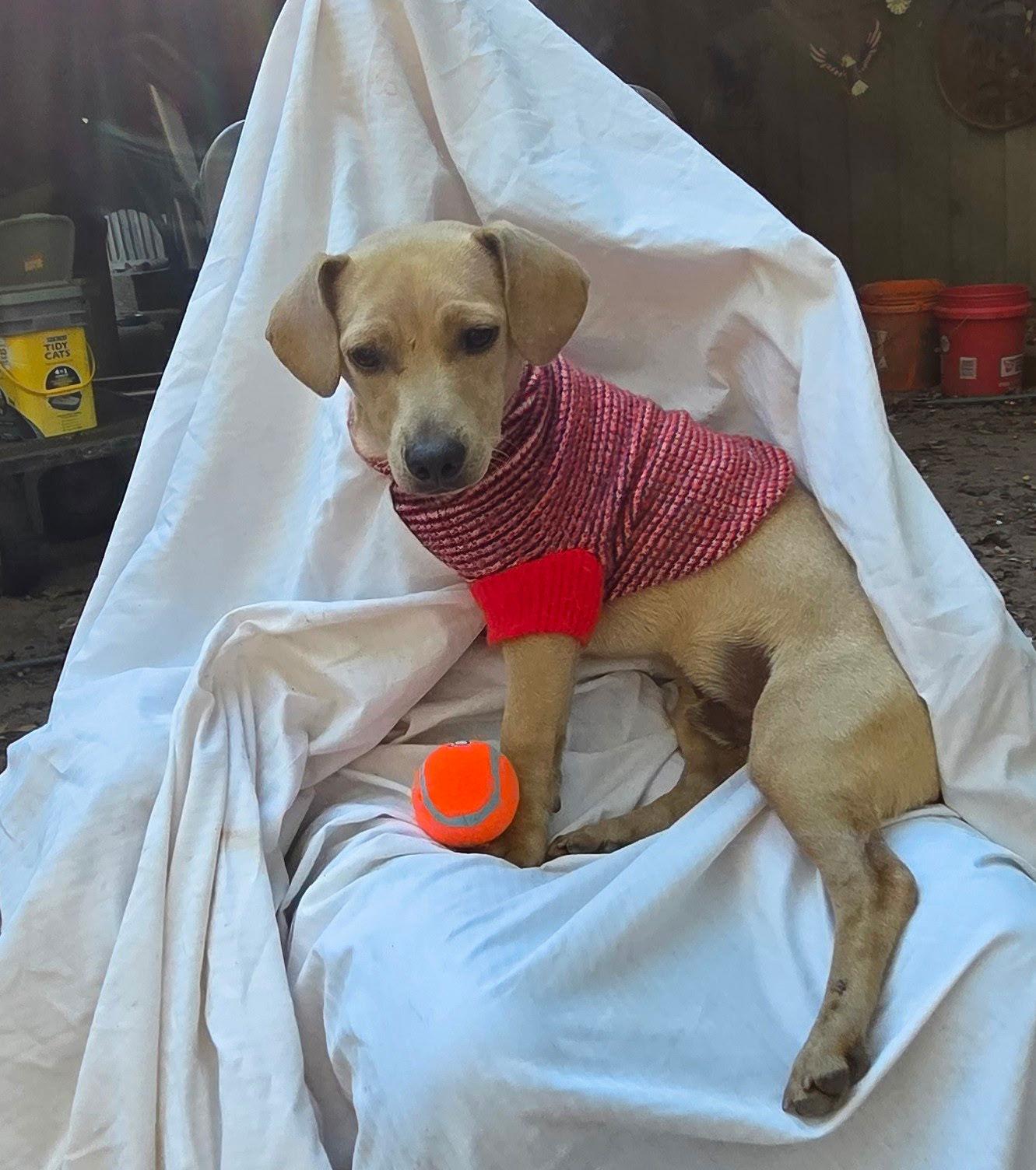 Freddy, Adopted, Young Male Dachshund.