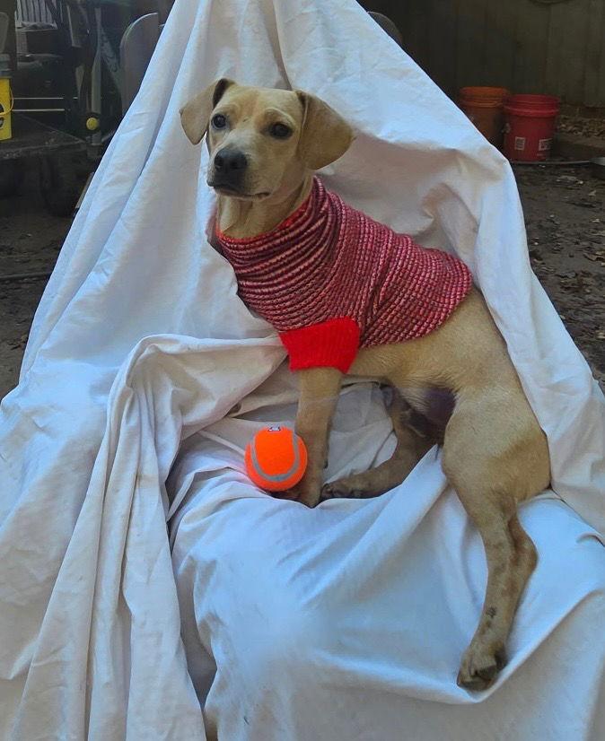 Freddy, a Adopted Dachshund in Decatur, GA image 2/2