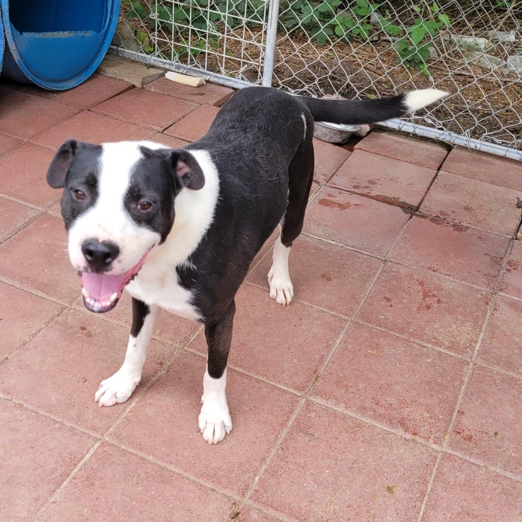 Robby, a Adoptable Mixed Breed image 1/3