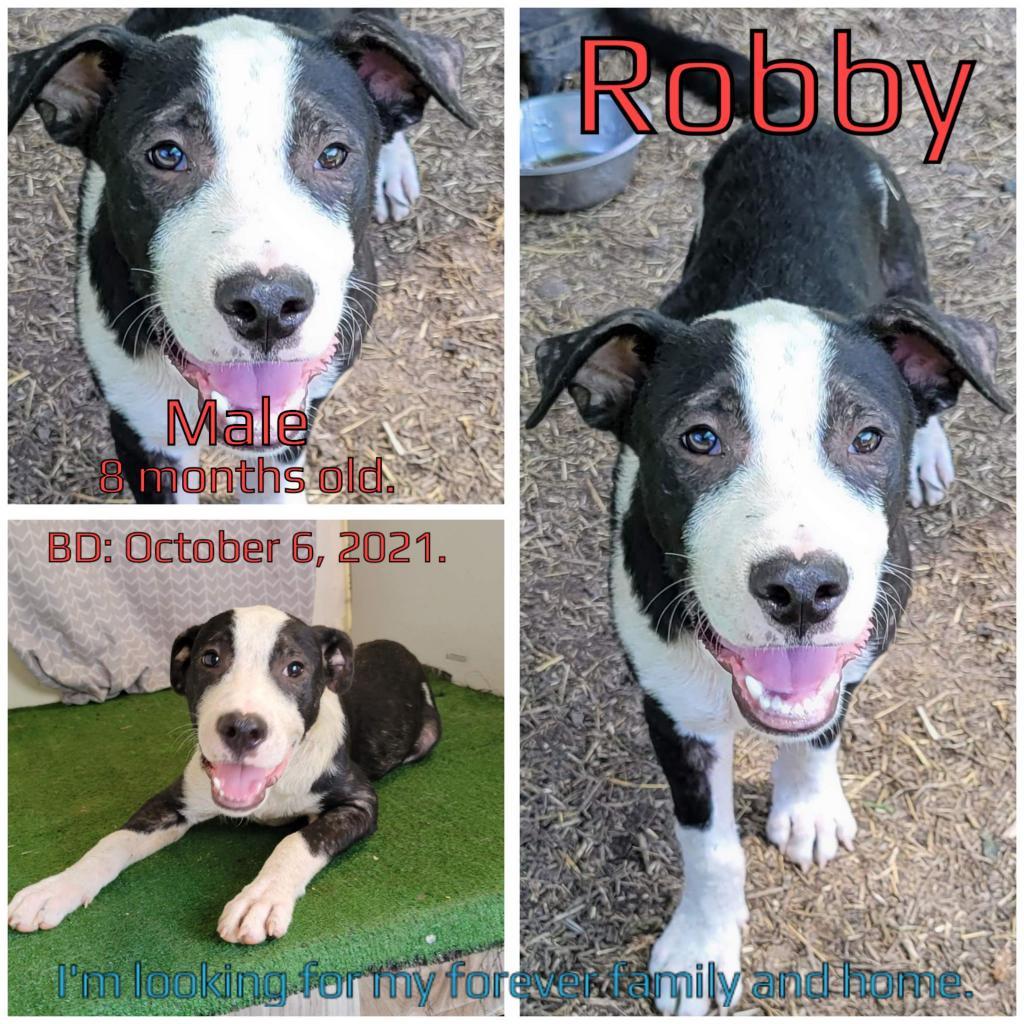 Robby, a Adoptable Mixed Breed image 2/3