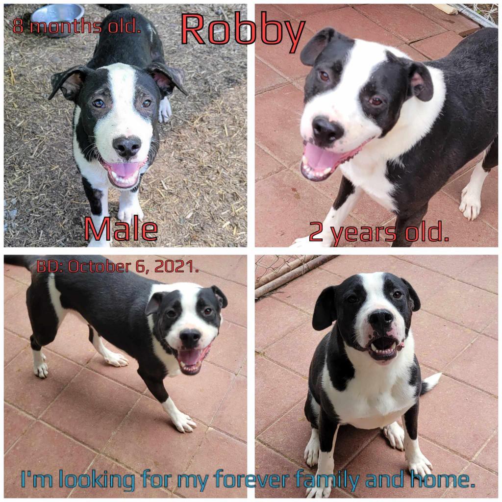 Robby, a Adoptable Mixed Breed image 3/3