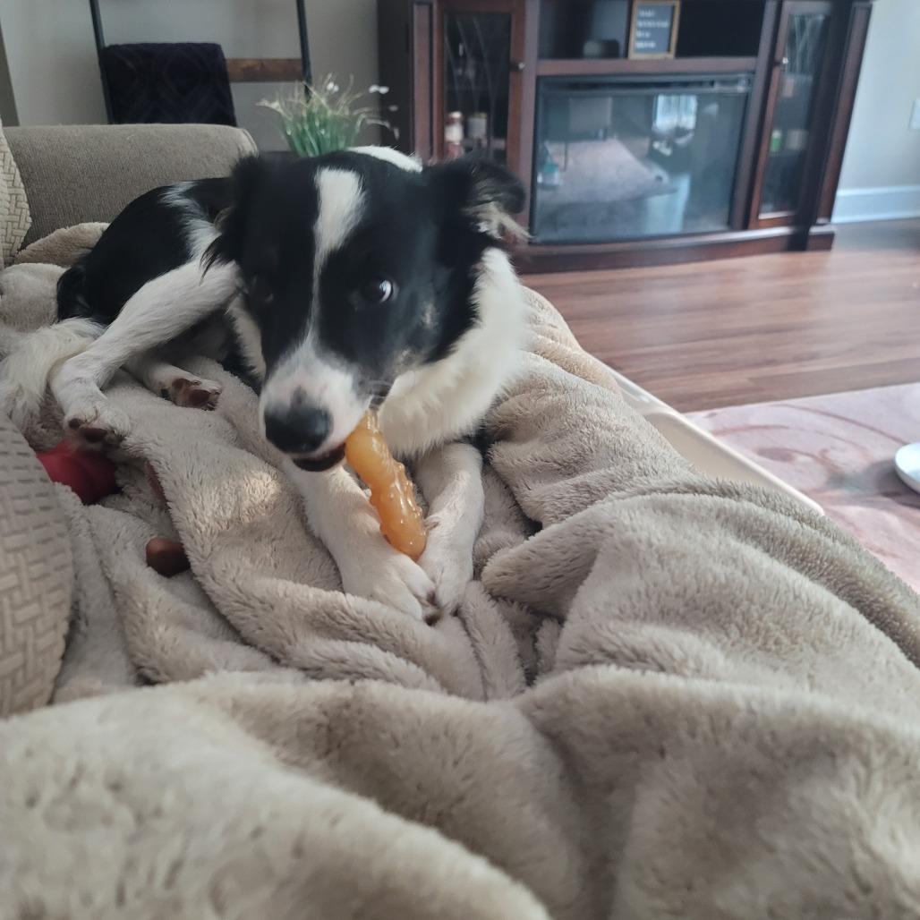 Cutter, Adoptable, Young Male Australian Shepherd.