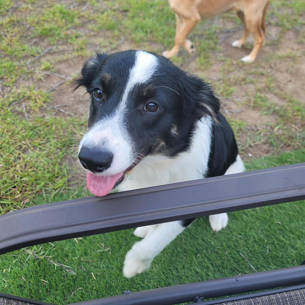 Enlarge Cutter, a Adoptable Australian Shepherd in Myrtle Beach, SC image 2/3
