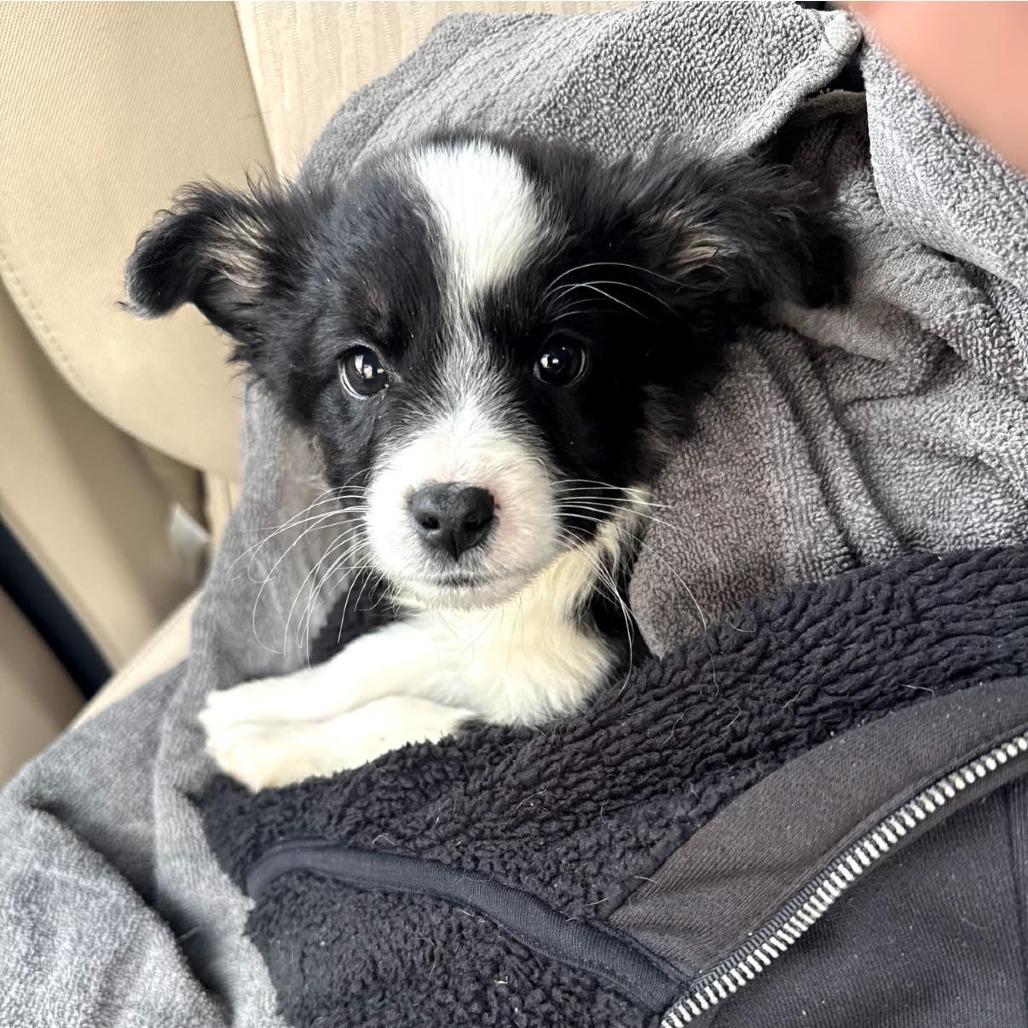 Enlarge Cutter, a Adoptable Australian Shepherd in Myrtle Beach, SC image 1/1