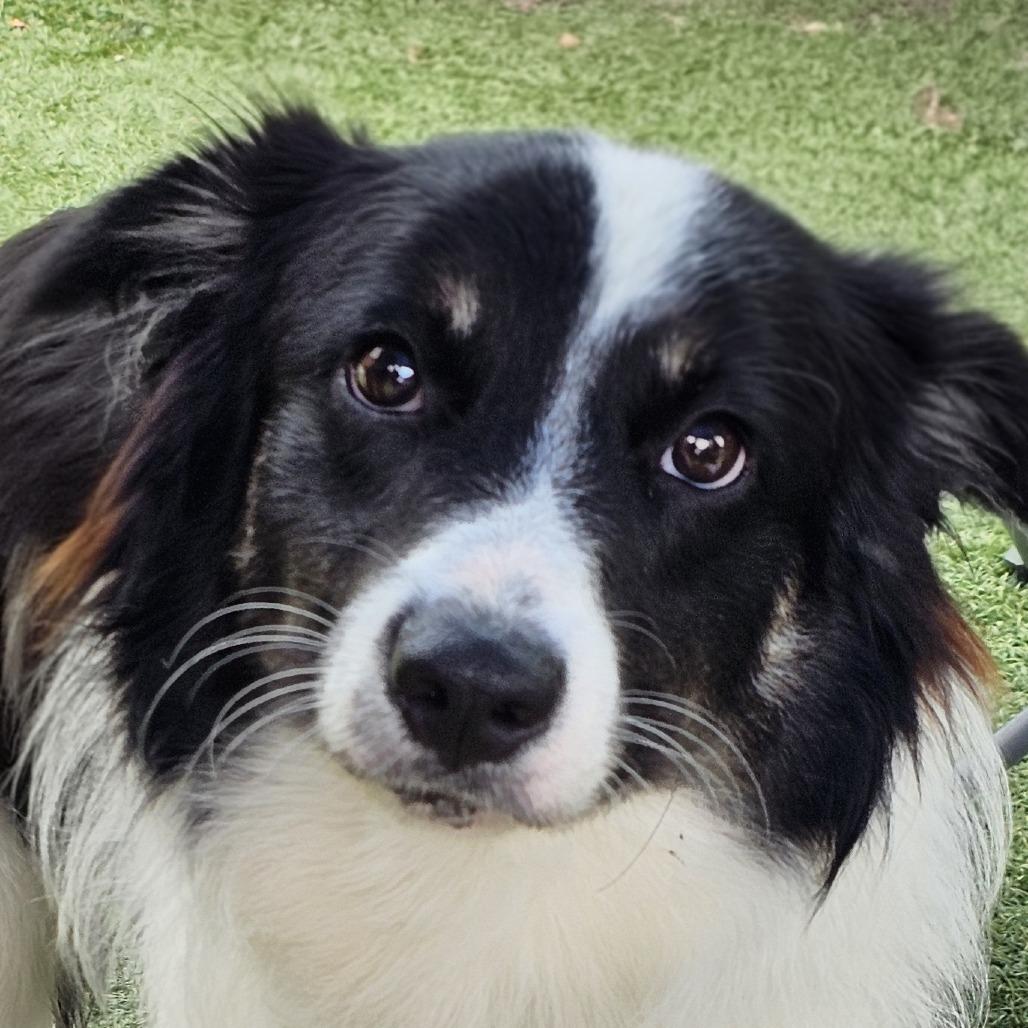 Enlarge Cutter, a Adoptable Australian Shepherd in Myrtle Beach, SC image 4/5