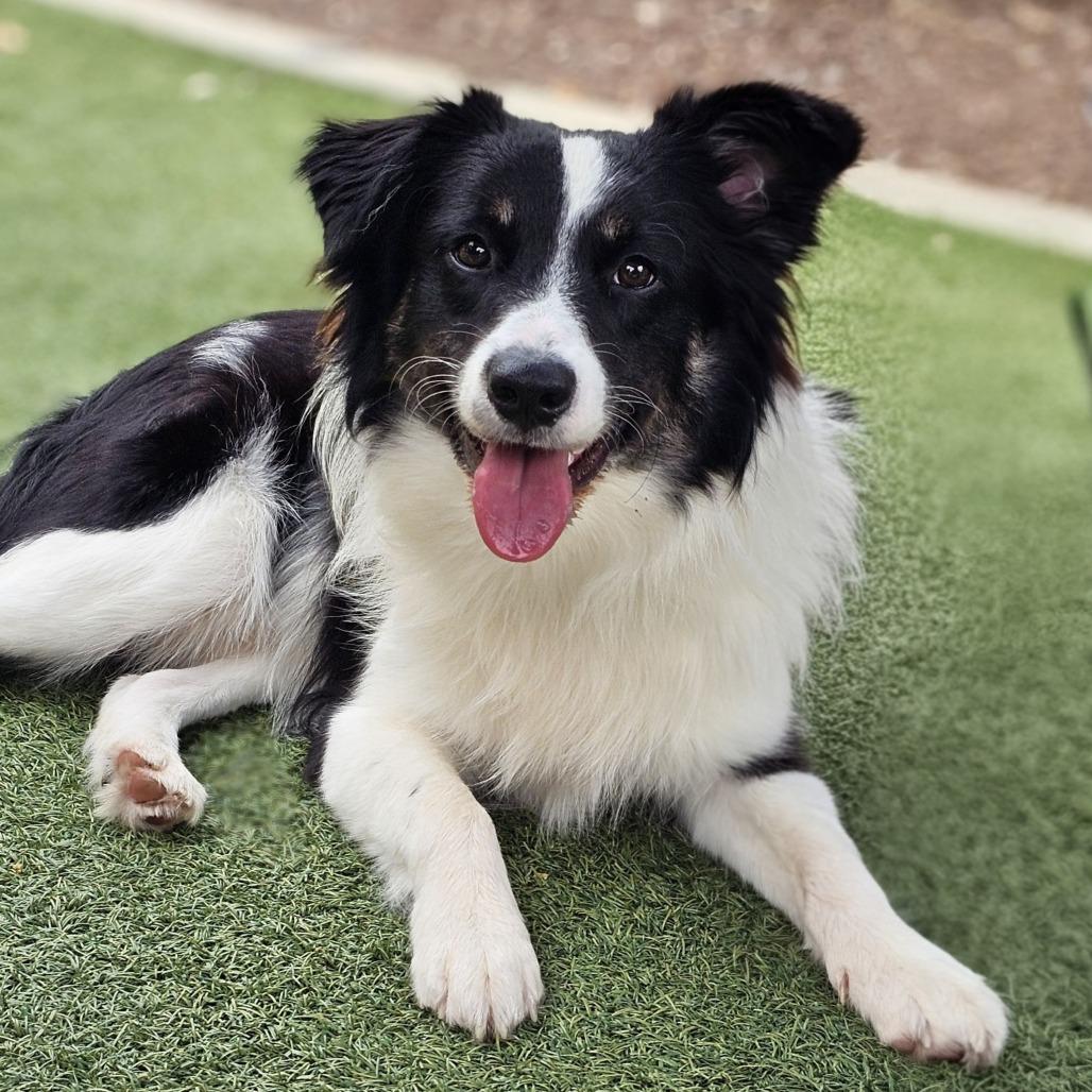 Enlarge Cutter, a Adoptable Australian Shepherd in Myrtle Beach, SC image 5/5