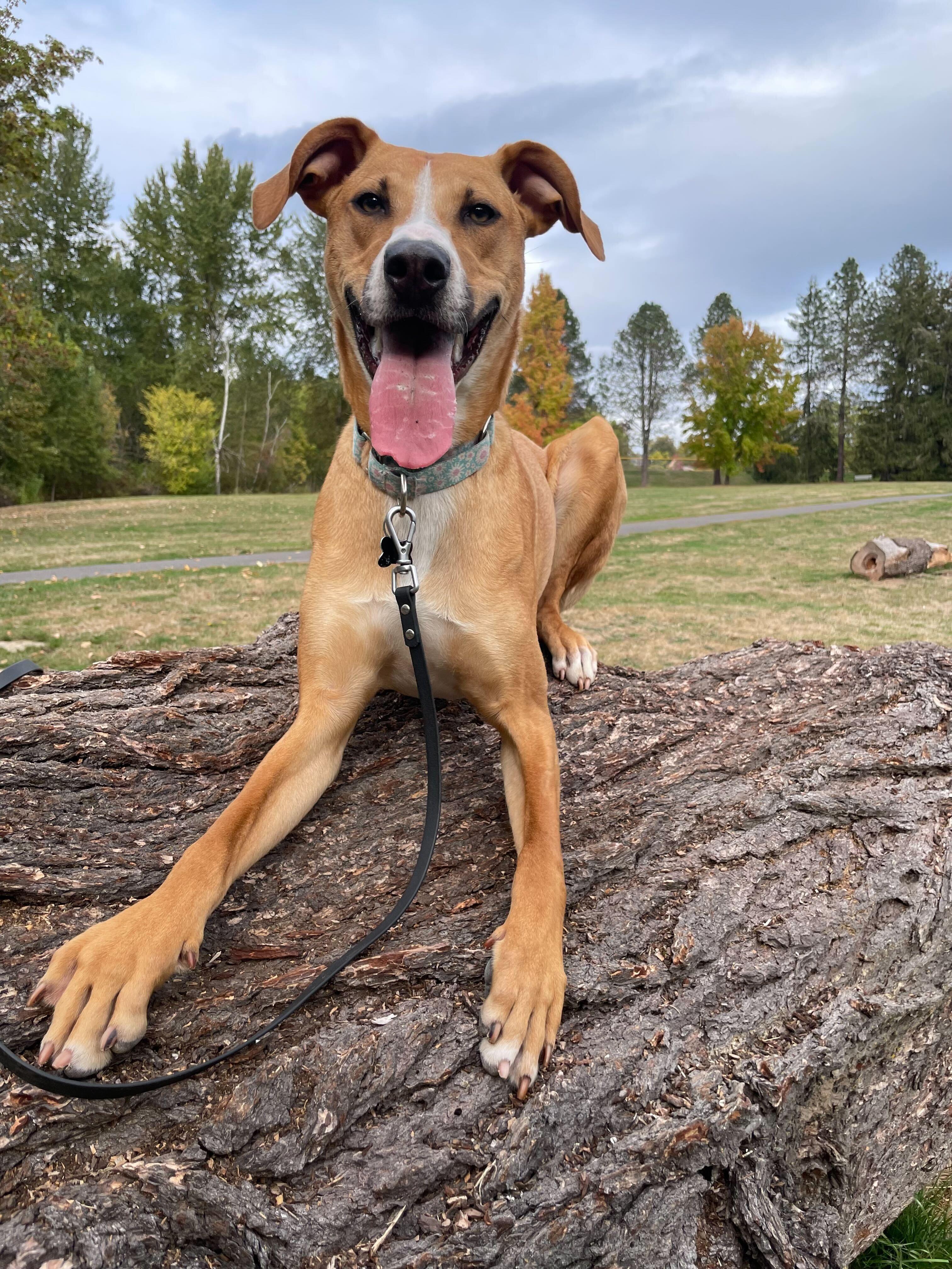 Ozzie, an adoptable Mixed Breed in Portland, OR, 97239 | Photo Image 2