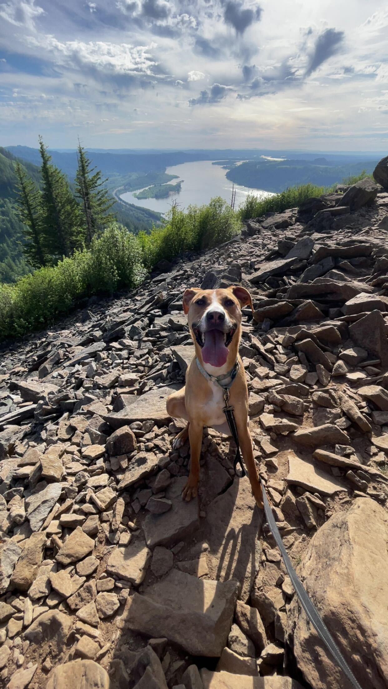 Ozzie, an adoptable Mixed Breed in Portland, OR, 97239 | Photo Image 3