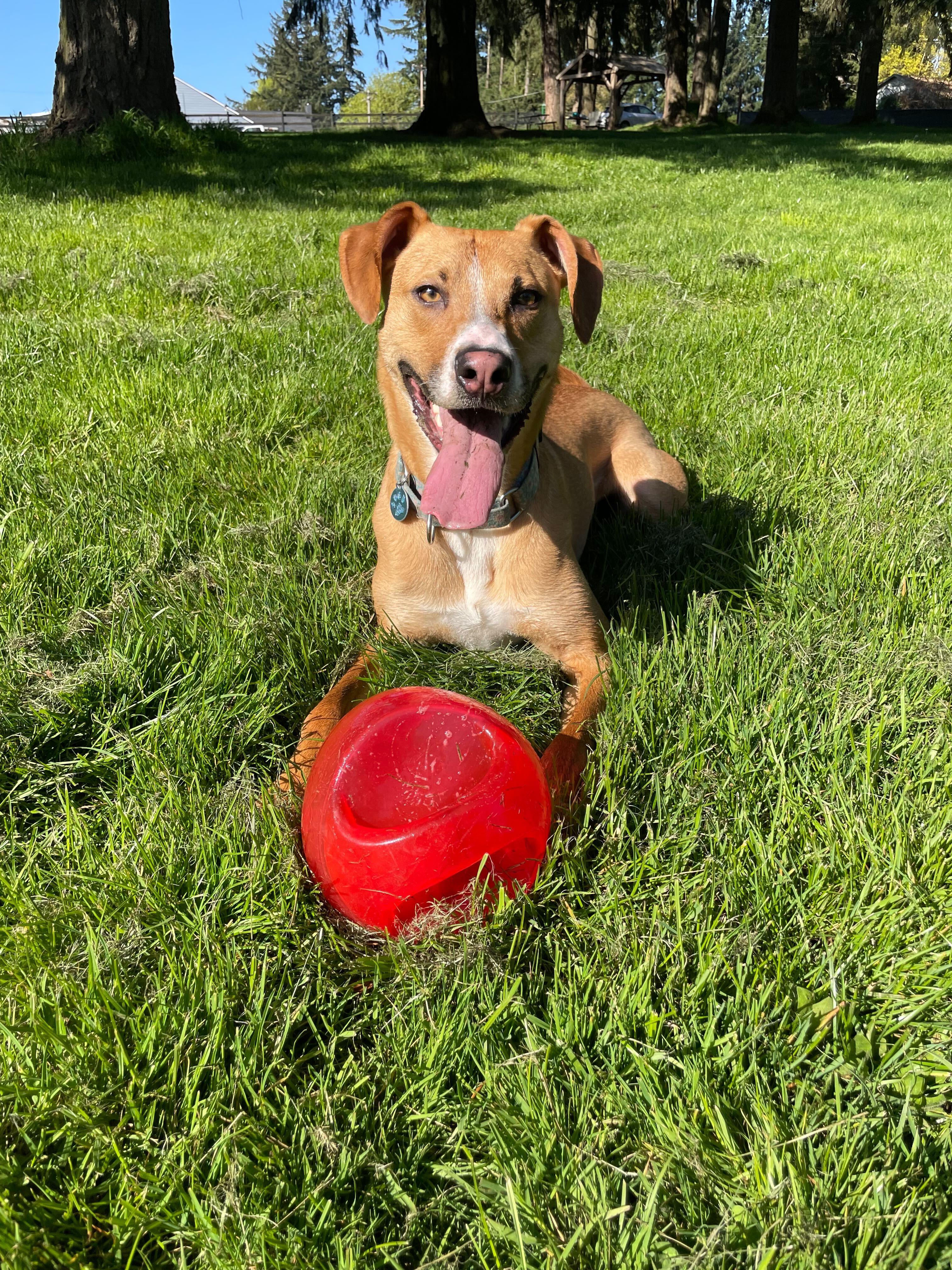 Ozzie, an adoptable Mixed Breed in Portland, OR, 97239 | Photo Image 1