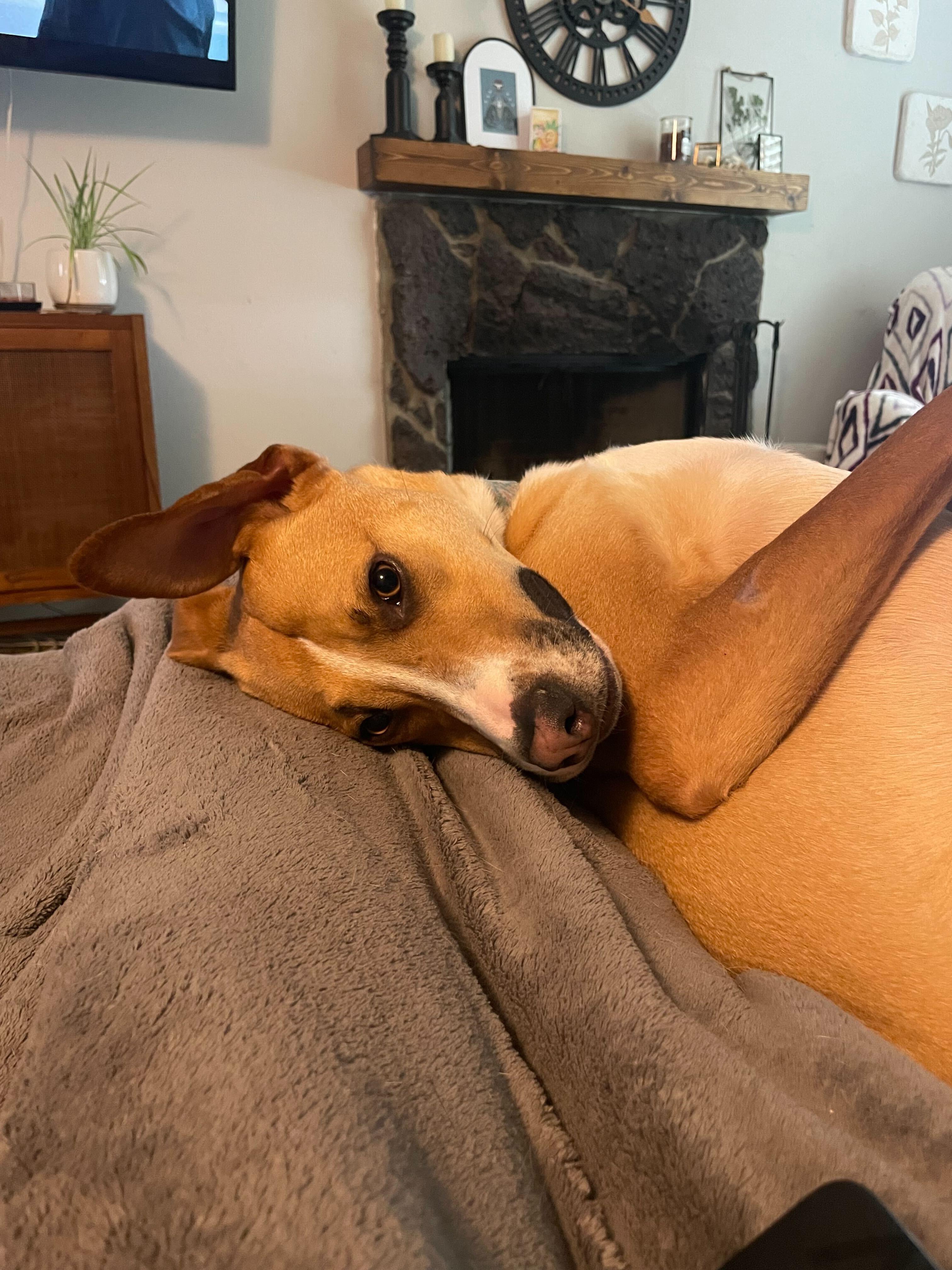 Ozzie, an adoptable Mixed Breed in Portland, OR, 97239 | Photo Image 4