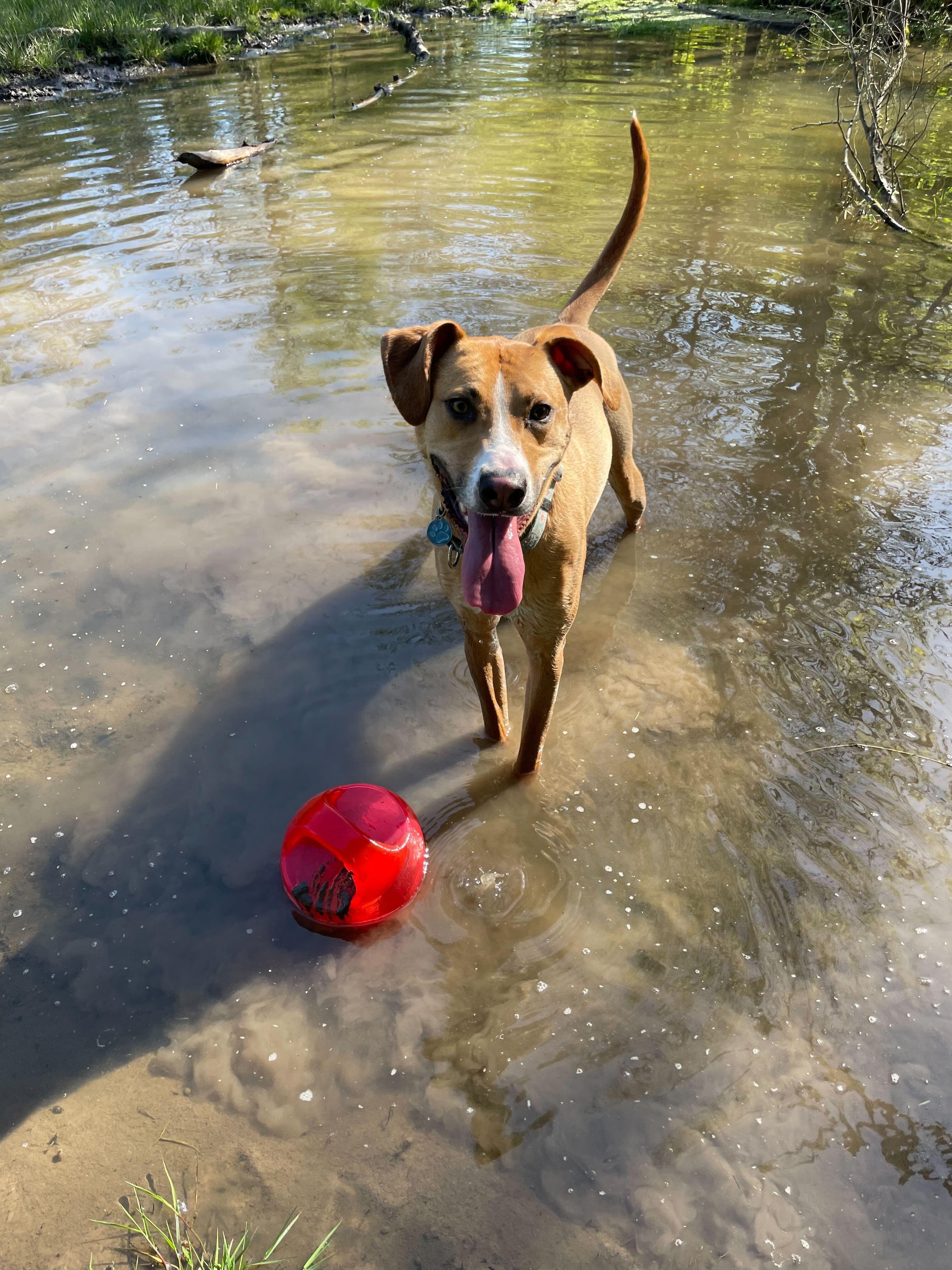 Ozzie, an adoptable Mixed Breed in Portland, OR, 97239 | Photo Image 5