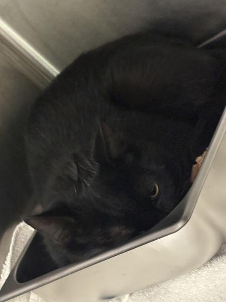 Enlarge Hollis, a Adoptable mixed breed in Canton, GA image 1/1