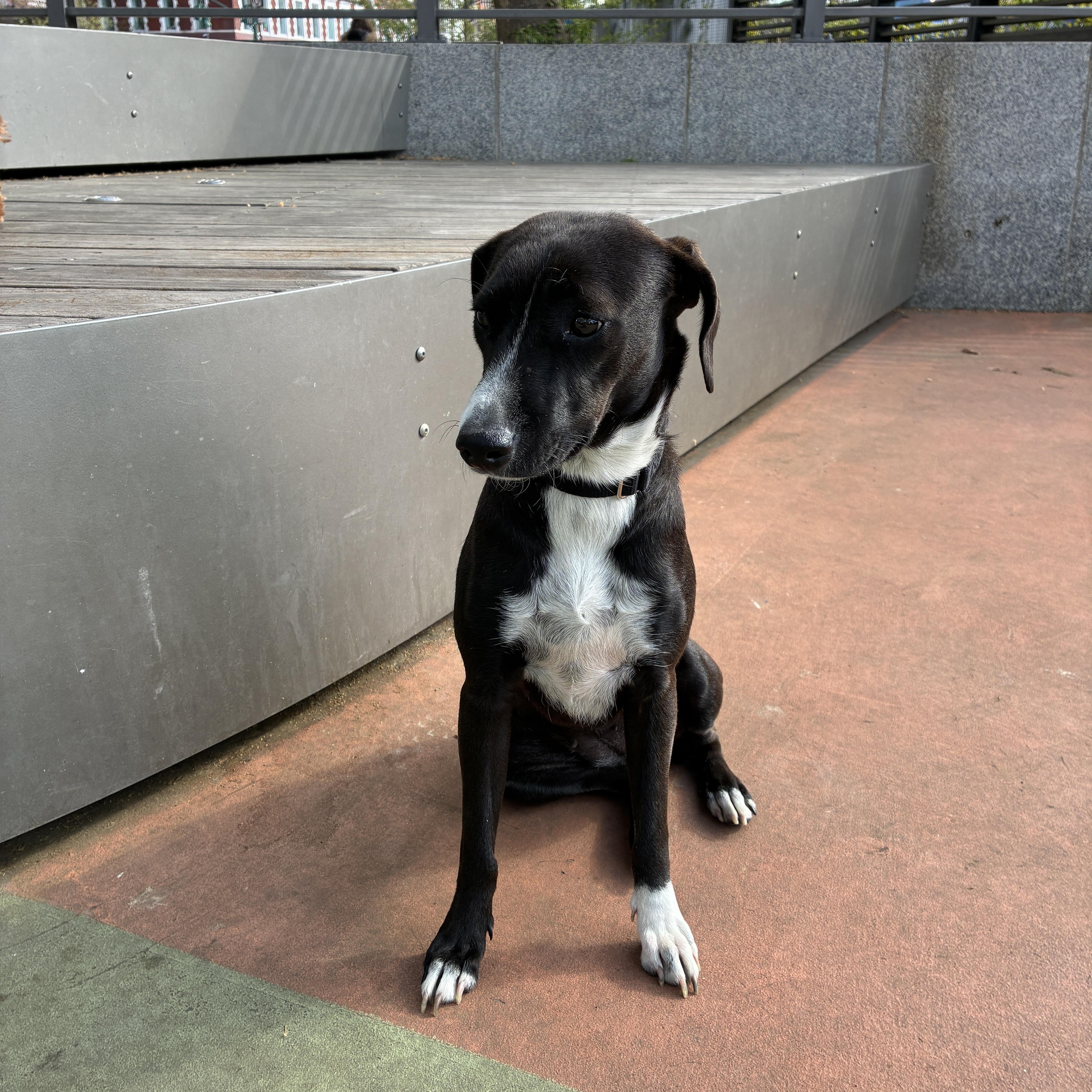 Bunny, adopted, Young Female Beagle & Black Labrador Retriever.