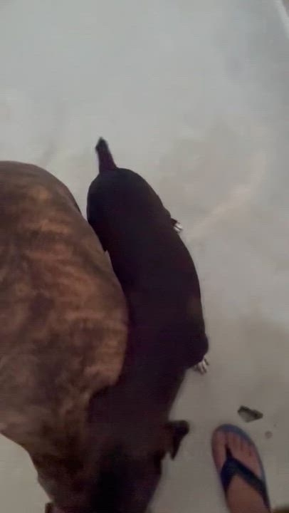 Enlarge Bunny, an adopted mixed breed in Fair lawn, NJ video 6/6