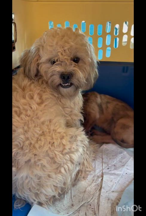Enlarge Olaf, a ADOPTABLE mixed breed in Gainesville, VA video 3/3