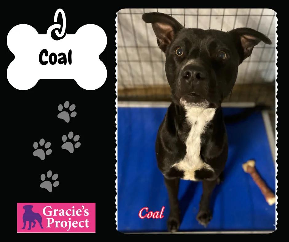Enlarge Coal, a Adoptable American Staffordshire Terrier in Canyon, TX image 1/2
