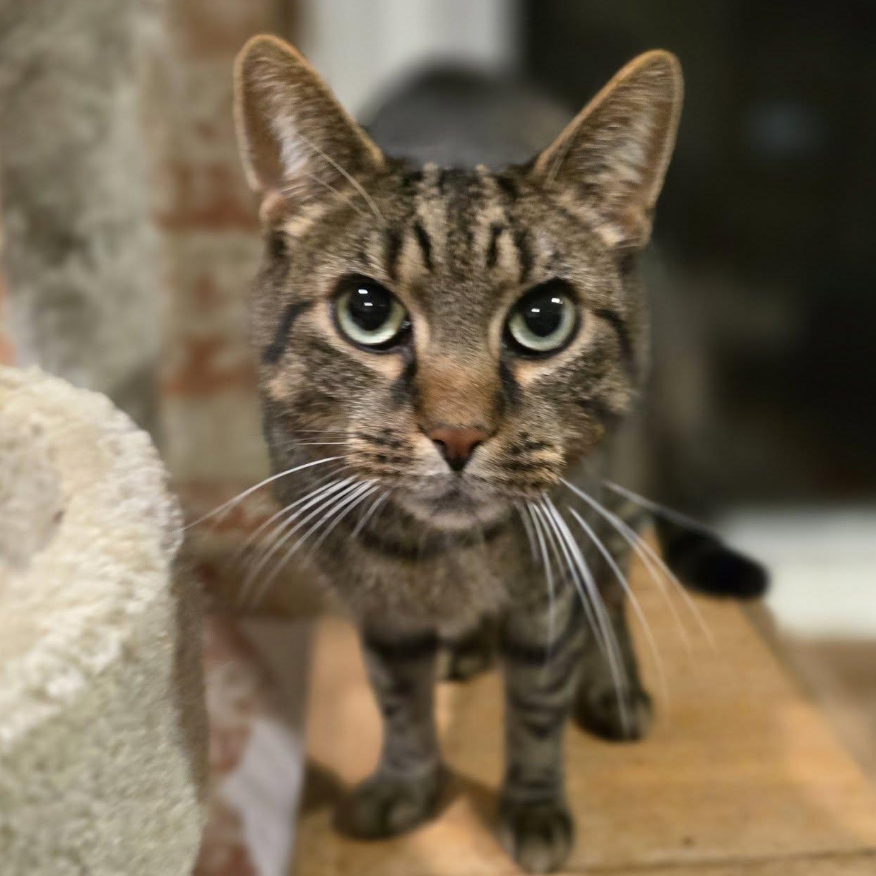 Sam, ADOPTABLE, Adult Male Tabby.