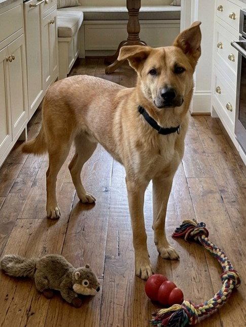 Enlarge **GAMER**, a Adoptable mixed breed in North Prairie, WI image 3/3