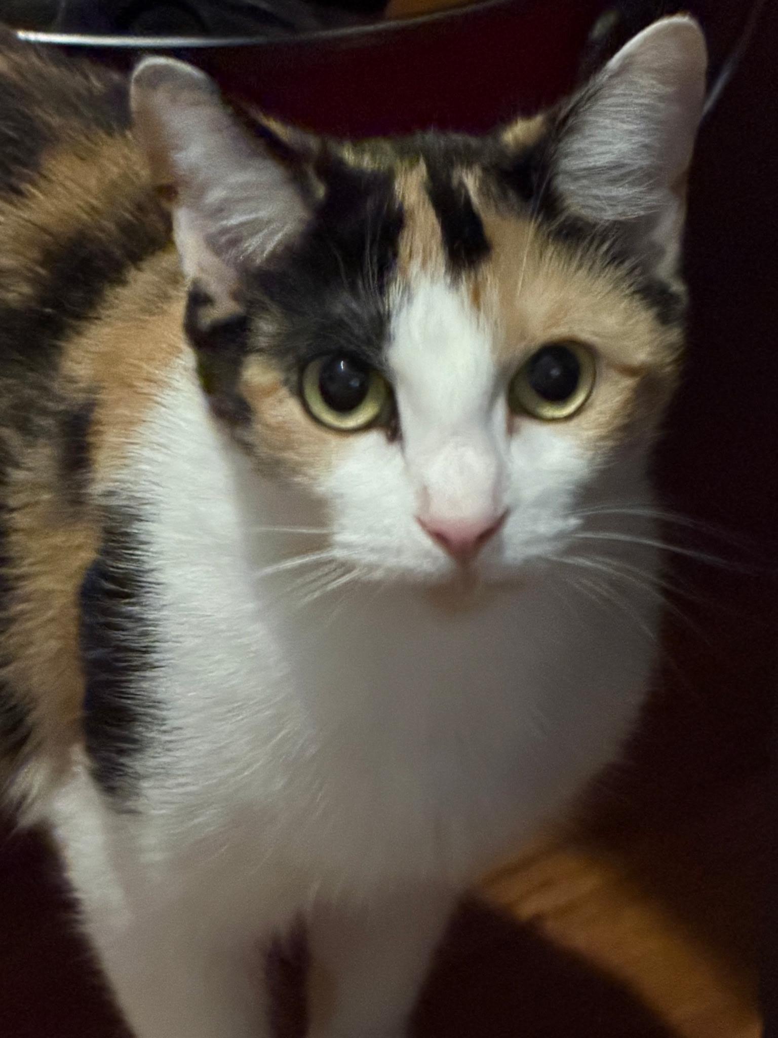 Cats & Kittens for Adoption in Pickens, SC | Petfinder