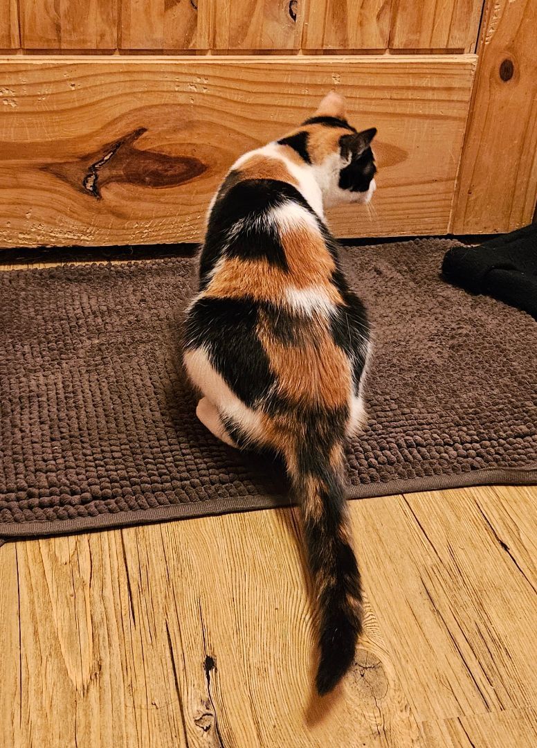 Veronica, Adopted, Young Female Domestic Short Hair.