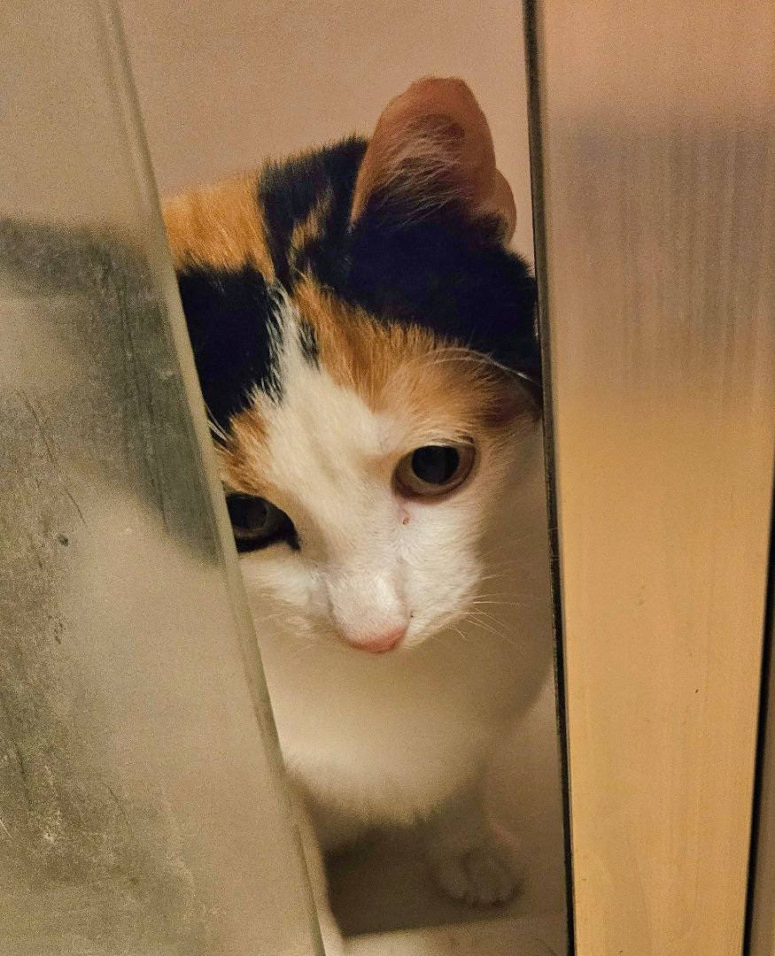 Enlarge Veronica, a Adopted Domestic Short Hair in Lone Oak, TX image 2/3