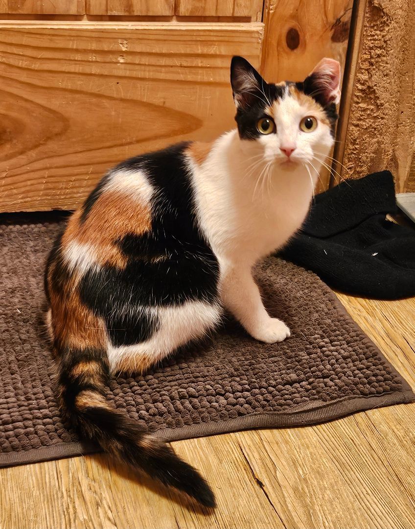 Enlarge Veronica, a Adopted Domestic Short Hair in Lone Oak, TX image 3/3