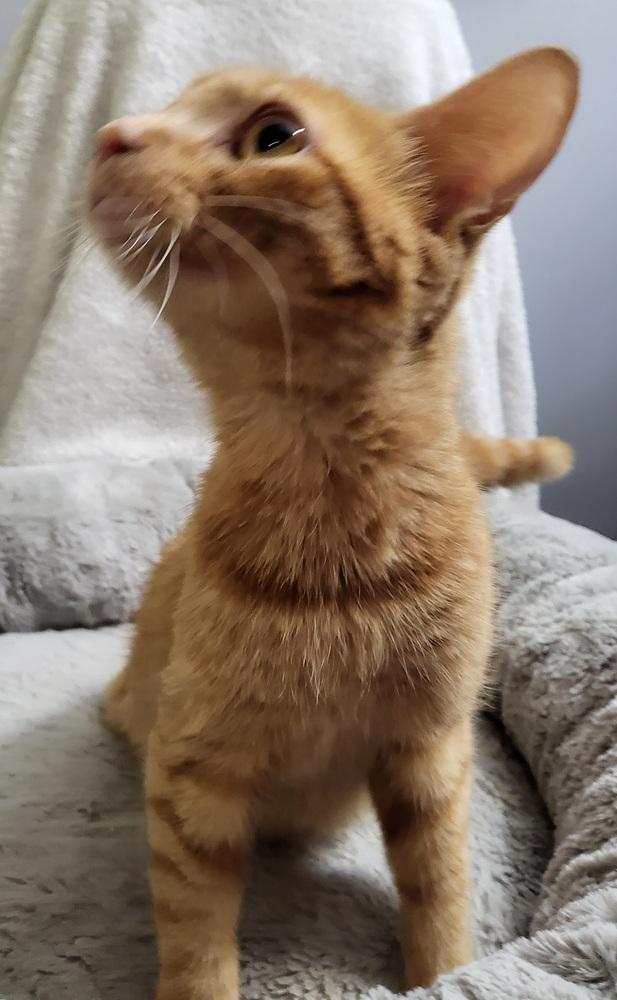 Deb, Adopted, Young Female Tabby.