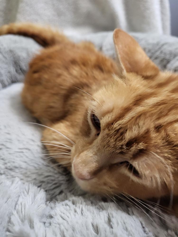 Enlarge Deb, a Adopted Tabby in Saint Augustine, FL image 2/6