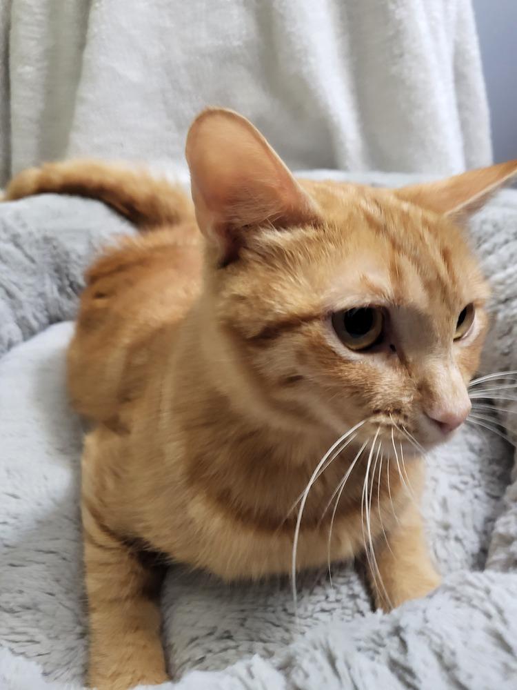 Enlarge Deb, a Adopted Tabby in Saint Augustine, FL image 3/6