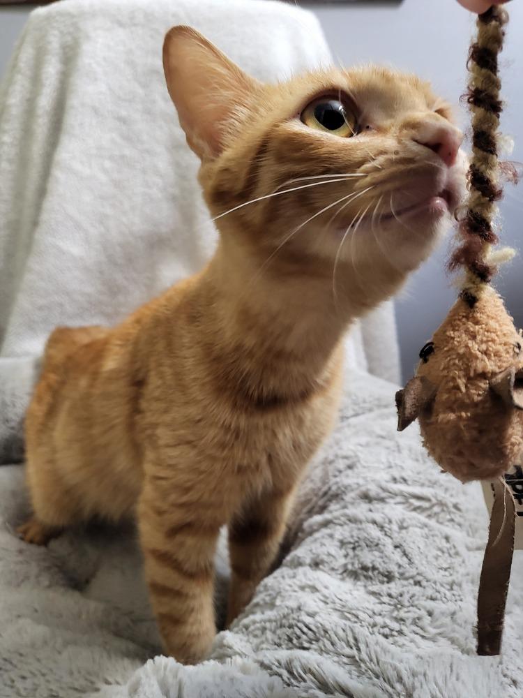 Enlarge Deb, a Adopted Tabby in Saint Augustine, FL image 5/6