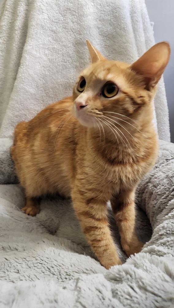 Enlarge Deb, a Adopted Tabby in Saint Augustine, FL image 6/6