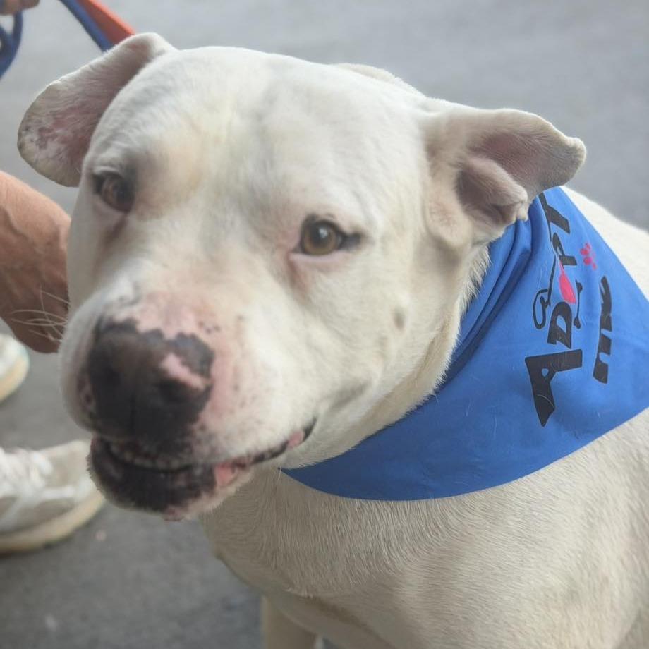 Bailey, Adoptable, Senior Male Pit Bull Terrier.