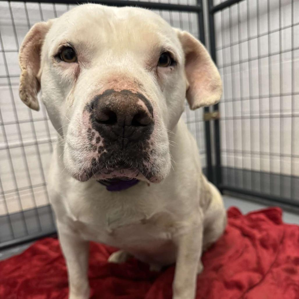 Enlarge Bailey, a Adoptable Pit Bull Terrier in Rocky Mount, VA image 2/2