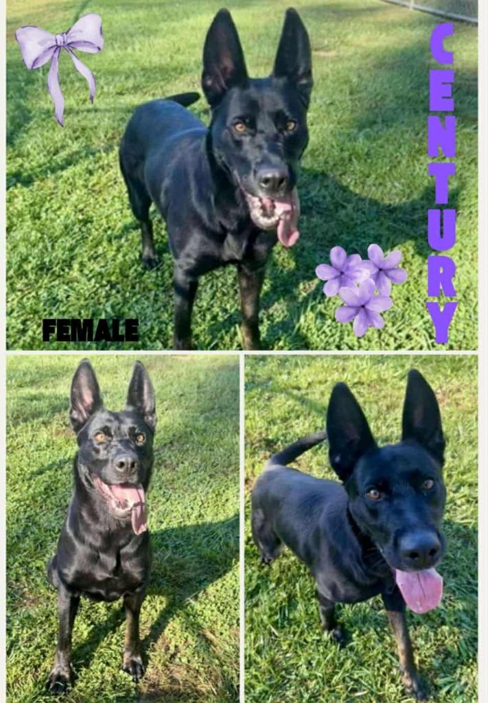Centry, Adoptable, Adult Female German Shepherd Dog & Mixed Breed.