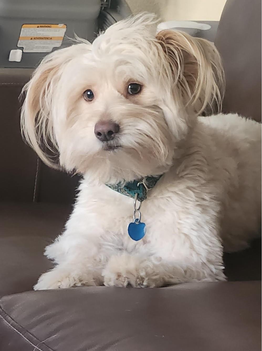 Tobiee, a Adoptable Skye Terrier in Studio City, CA image 1/4