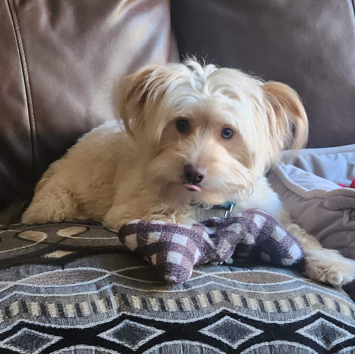Tobiee, a Adoptable Skye Terrier in Studio City, CA image 3/4