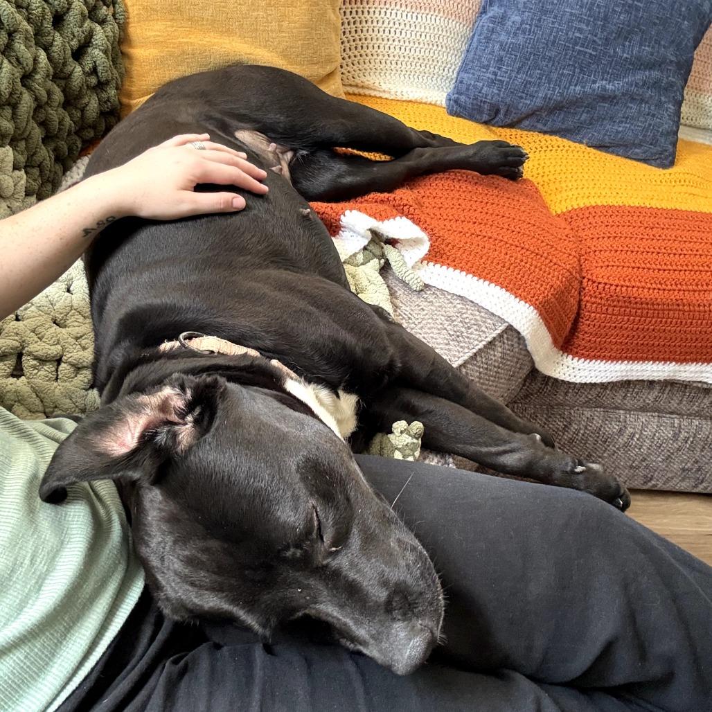 Apple Blossom, Adoptable, Adult Female Pit Bull Terrier.