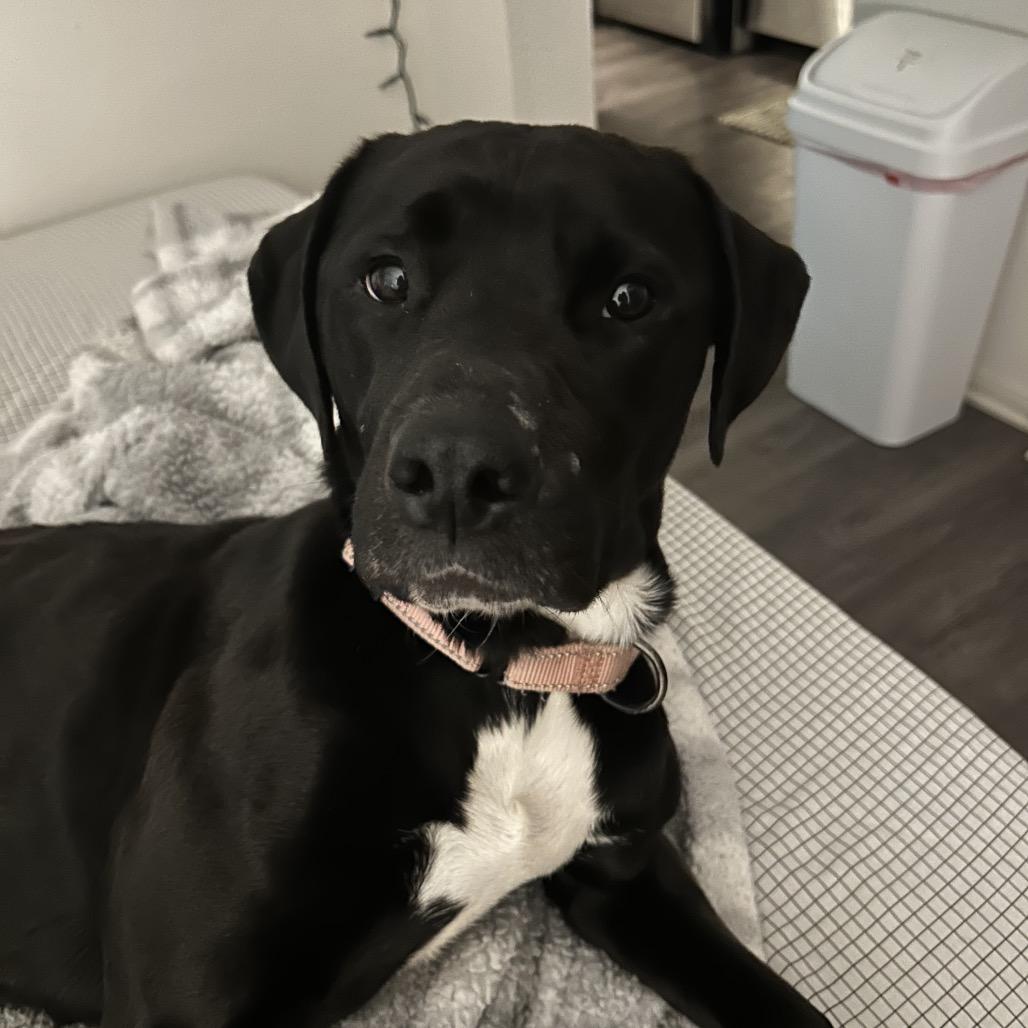 Enlarge Apple Blossom, a Adoptable Pit Bull Terrier in Columbia, MO image 3/6