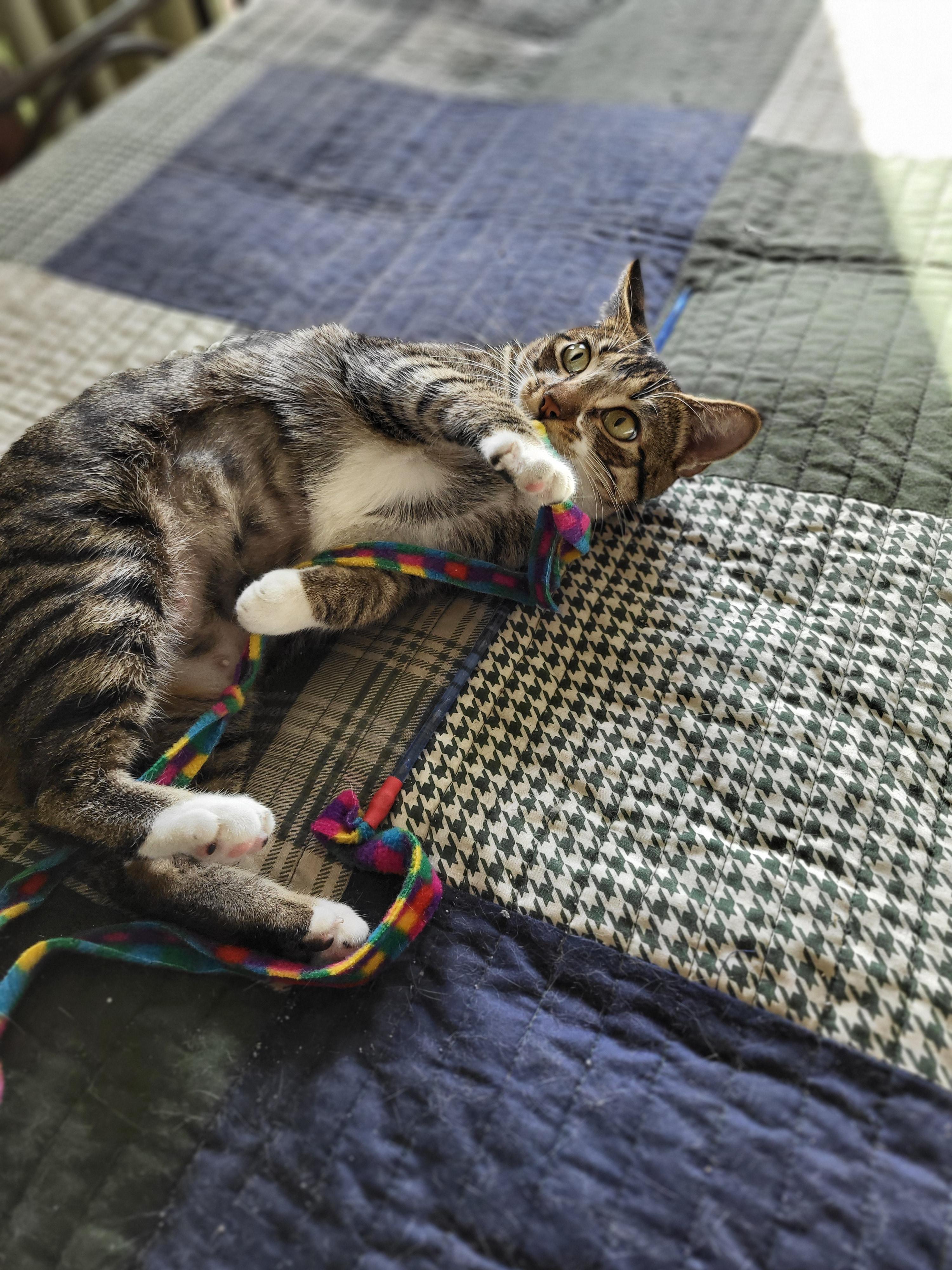 Cassie - Kuykendahl Petsmart — thumbnail 2