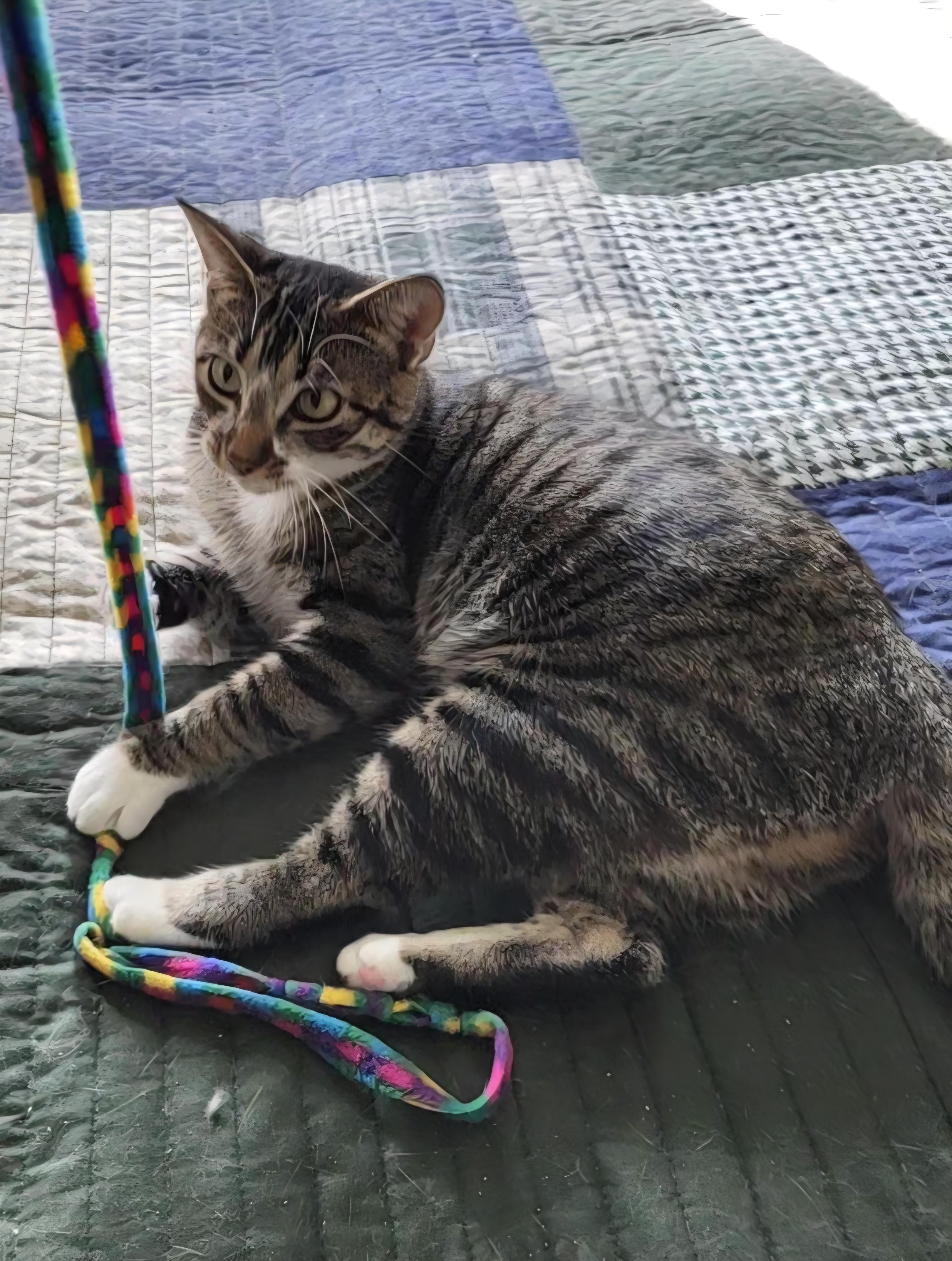 Cassie - Kuykendahl Petsmart — thumbnail 4