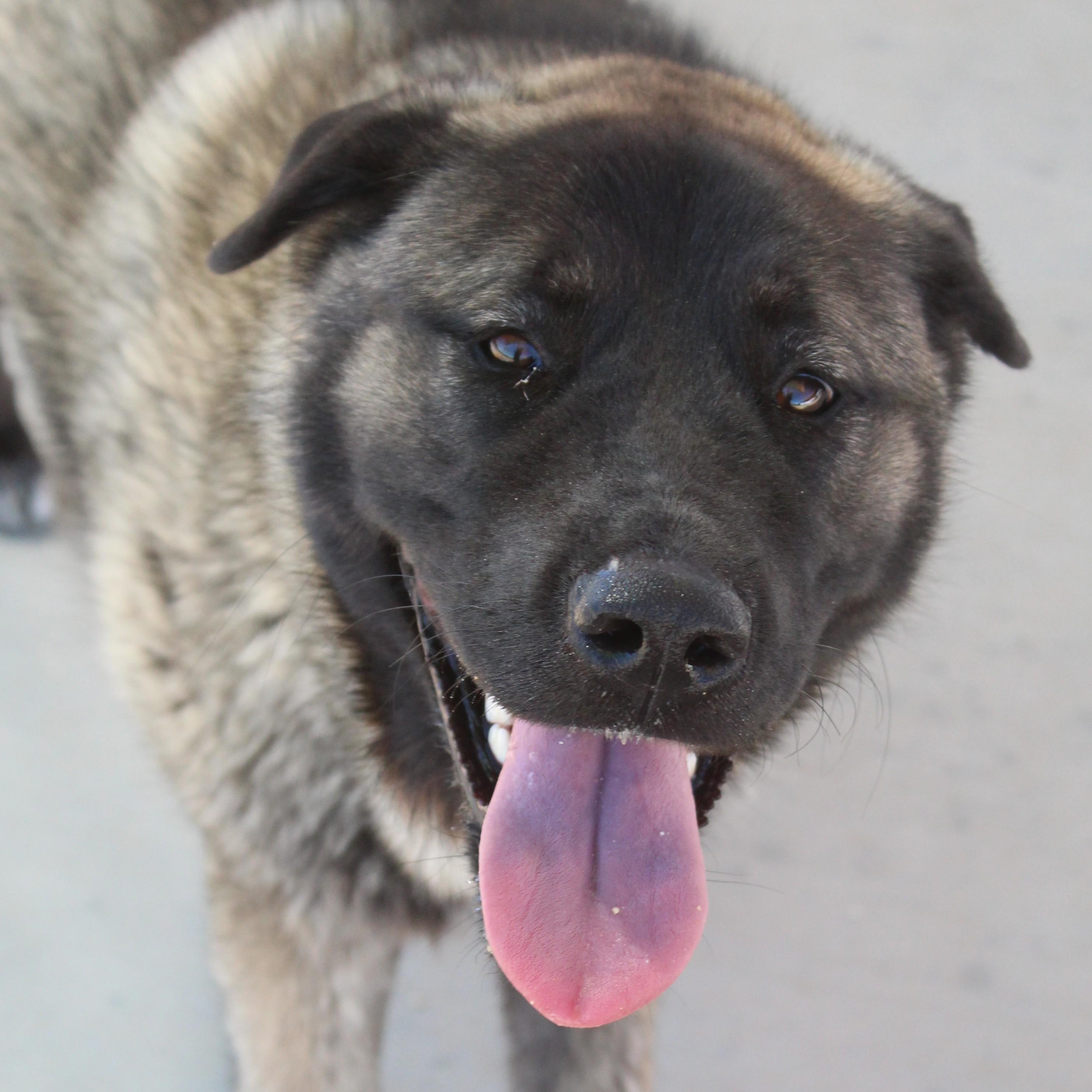 Dahlia, adopted, Young Female Anatolian Shepherd & Akita.