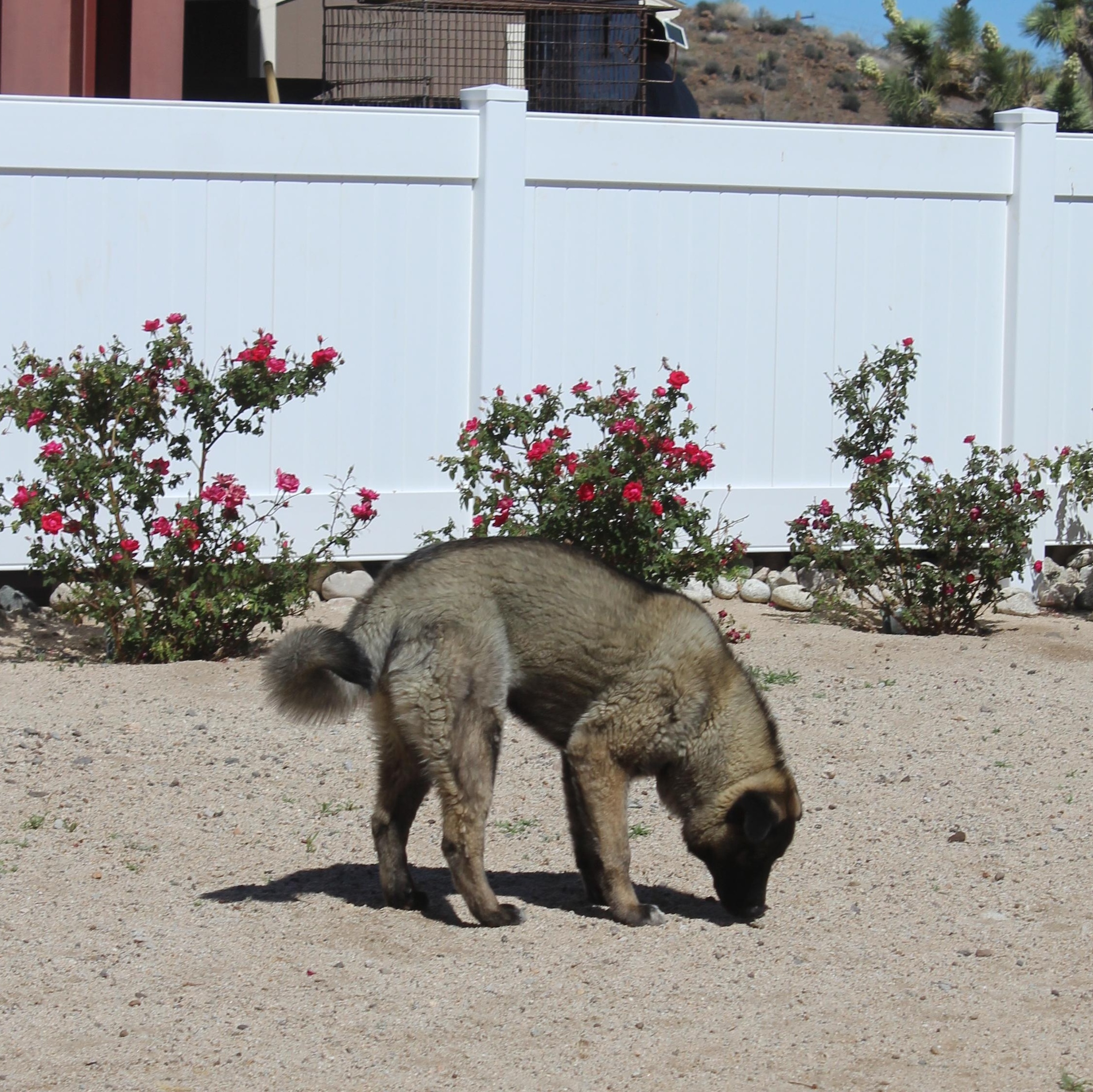Enlarge Dahlia, an adopted mixed breed in Yucca Valley, CA image 5/5