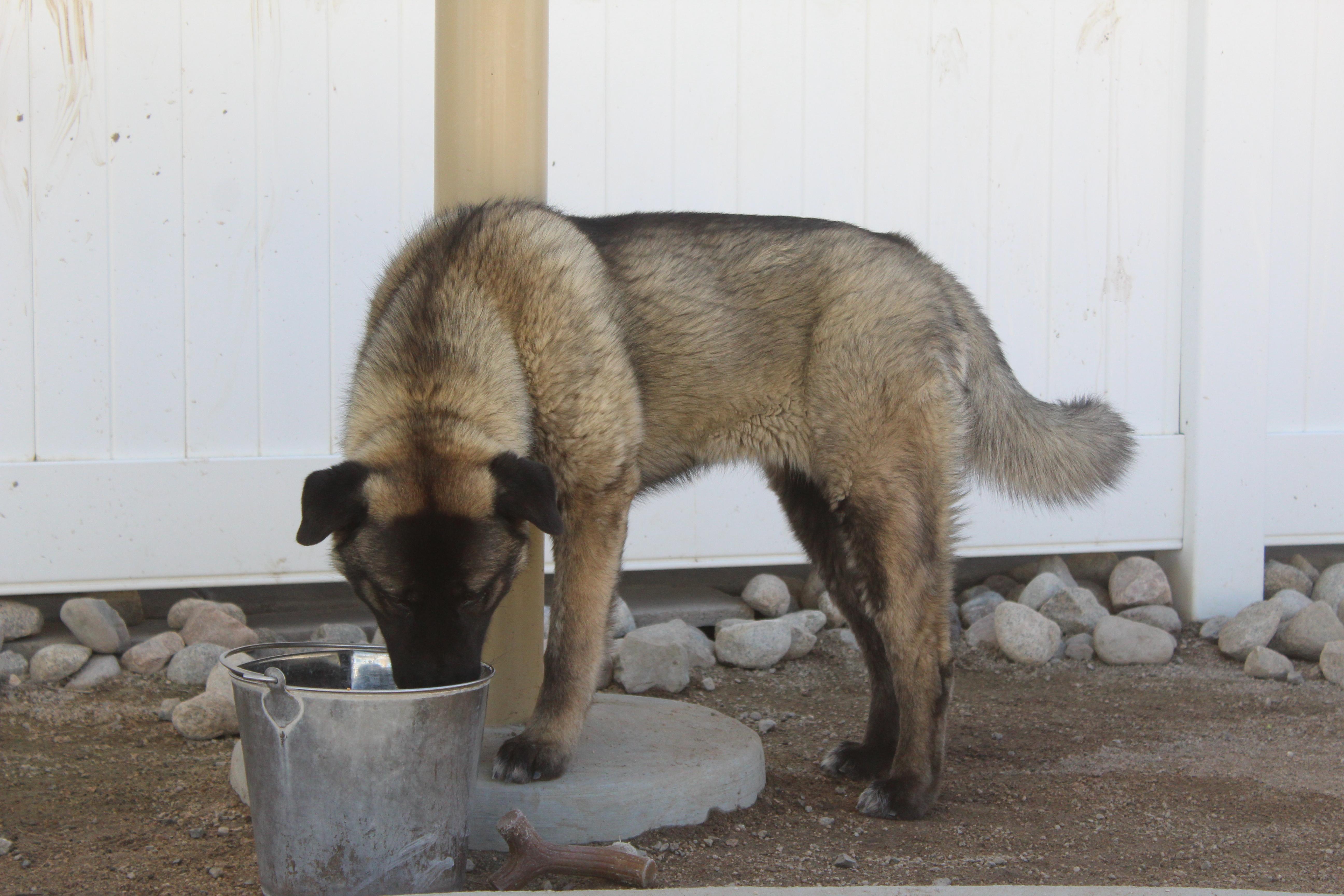 Enlarge Dahlia, an adopted mixed breed in Yucca Valley, CA image 2/5