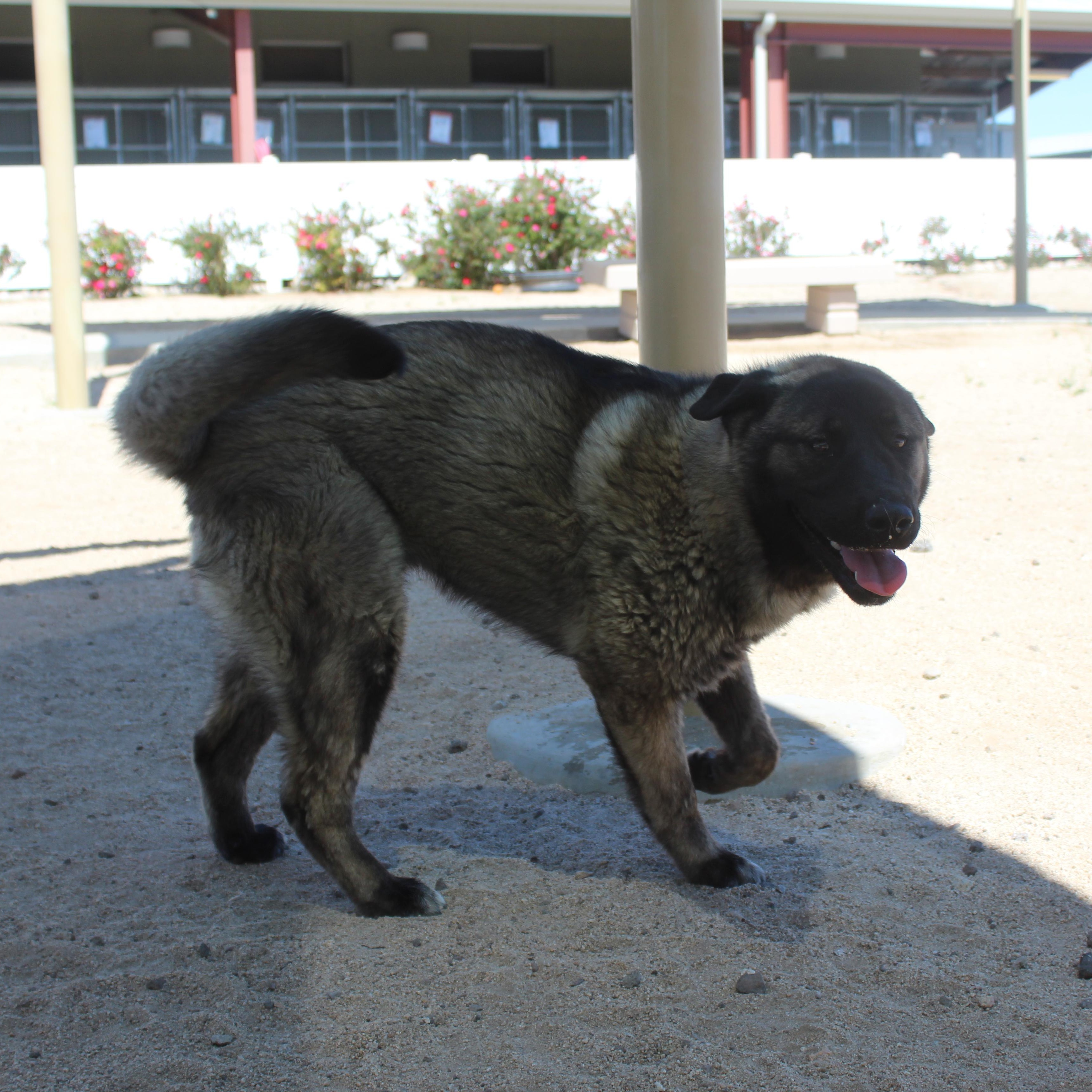 Enlarge Dahlia, an adopted mixed breed in Yucca Valley, CA image 3/5