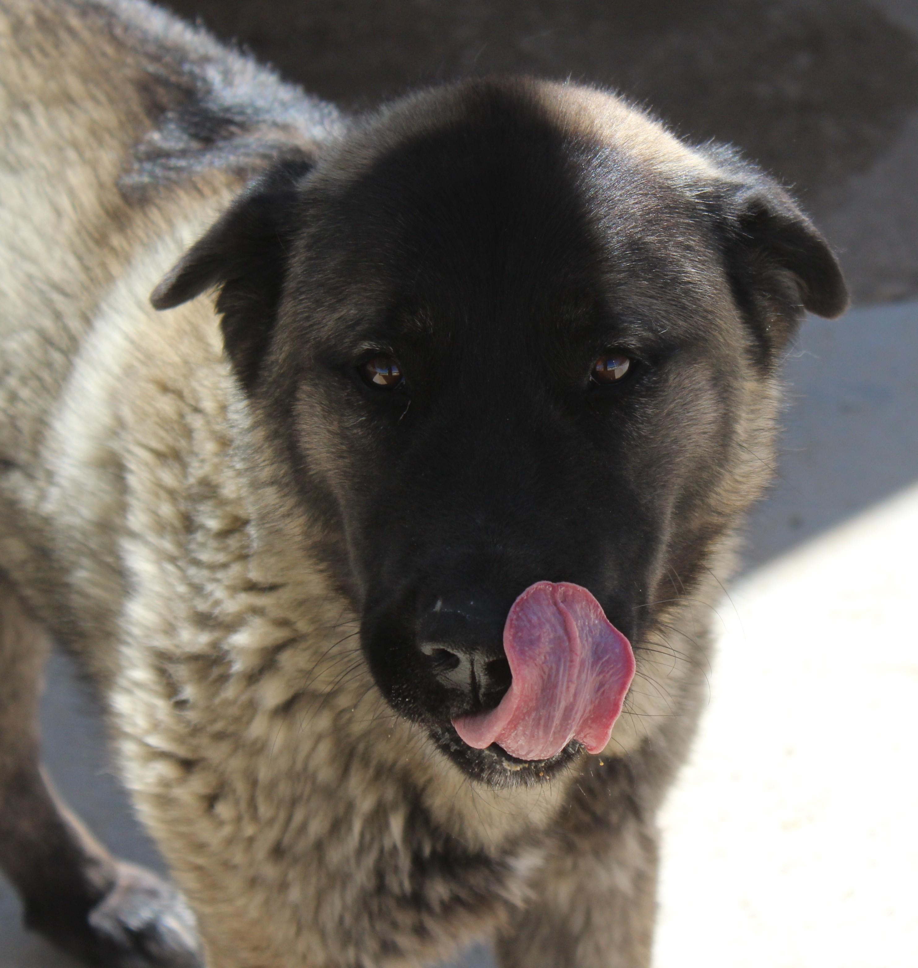 Enlarge Dahlia, an adopted mixed breed in Yucca Valley, CA image 4/5