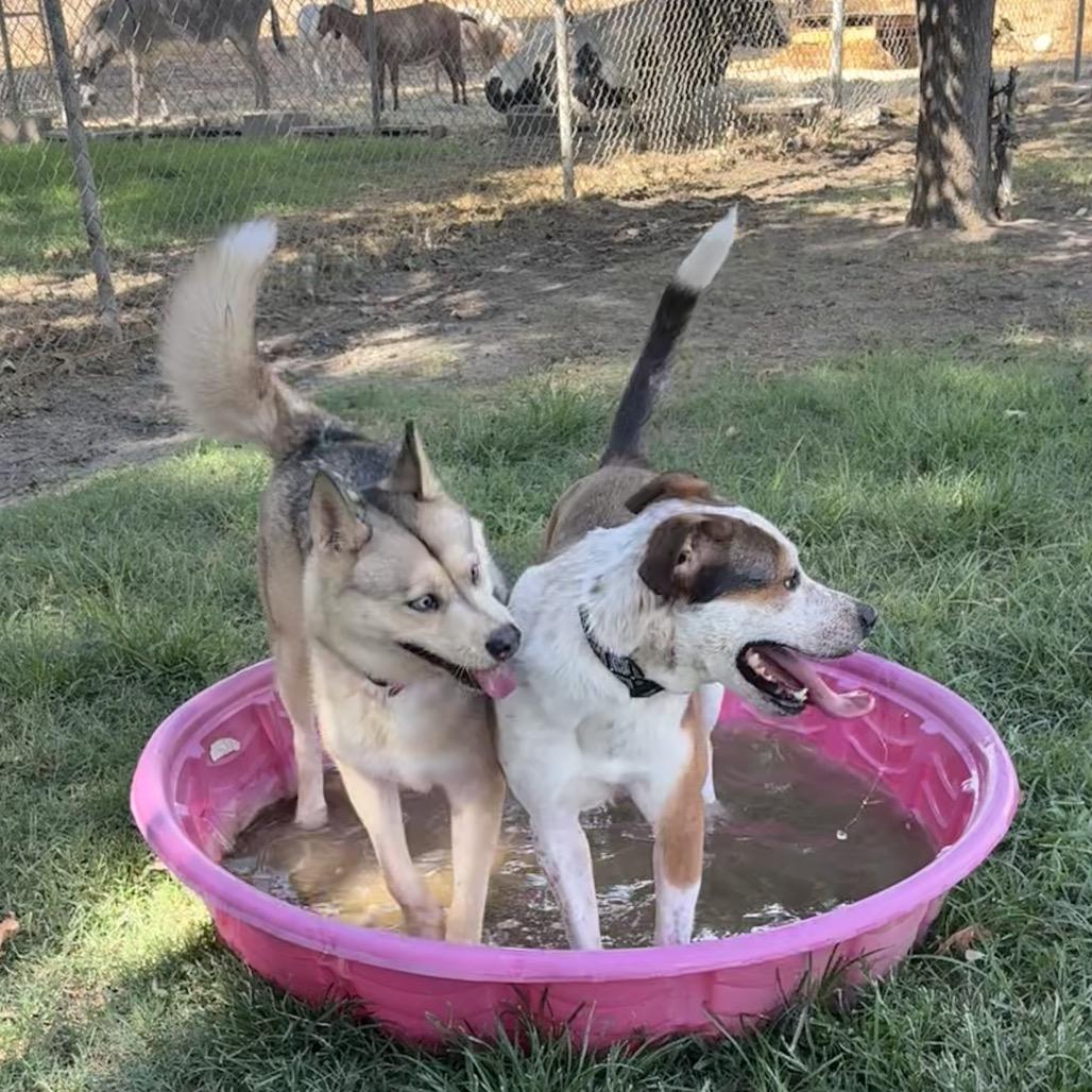 Ella, Adoptable, Adult Female Cattle Dog & Mixed Breed.